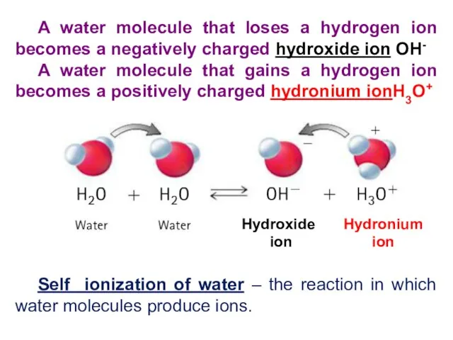 A water molecule that loses a hydrogen ion becomes a negatively