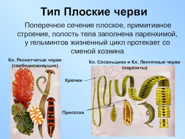 Тип Плоские черви Поперечное сечение плоское, примитивное строение, полость тела заполнена