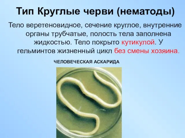 Тип Круглые черви (нематоды) Тело веретеновидное, сечение круглое, внутренние органы трубчатые,