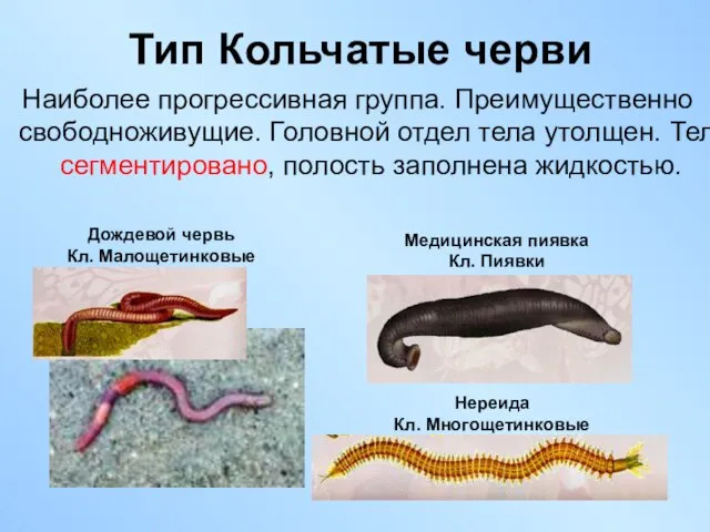 Тип Кольчатые черви Наиболее прогрессивная группа. Преимущественно свободноживущие. Головной отдел тела
