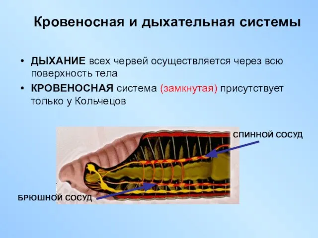Кровеносная и дыхательная системы ДЫХАНИЕ всех червей осуществляется через всю поверхность