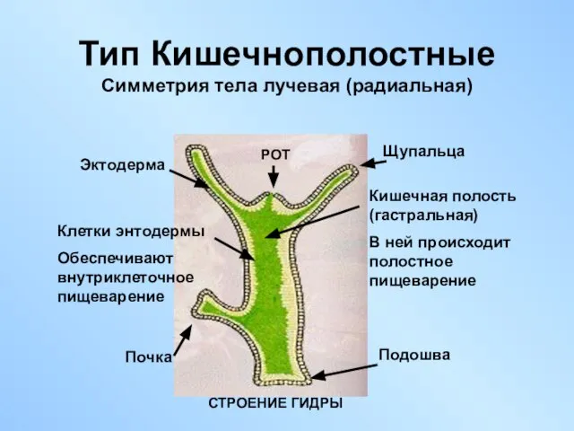 Тип Кишечнополостные Симметрия тела лучевая (радиальная) РОТ Щупальца Кишечная полость (гастральная)