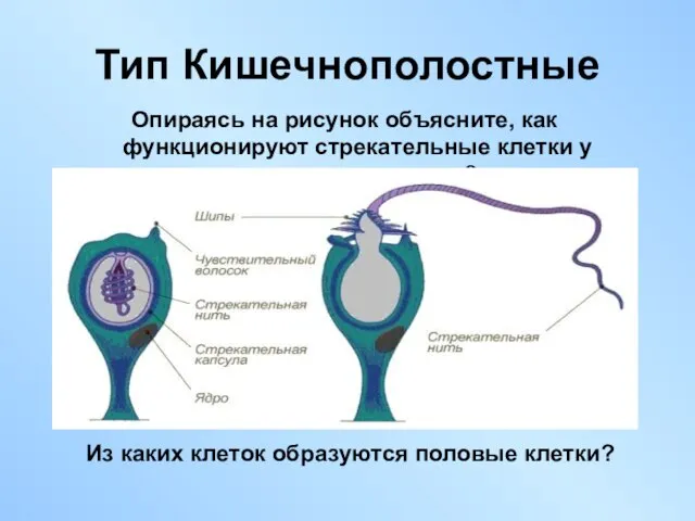Тип Кишечнополостные Опираясь на рисунок объясните, как функционируют стрекательные клетки у