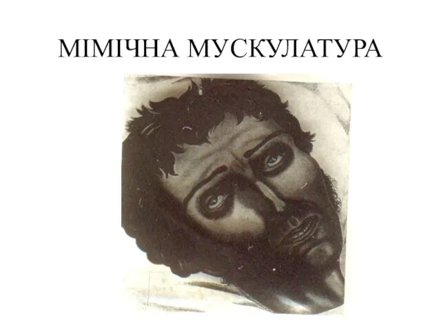 МІМІЧНА МУСКУЛАТУРА