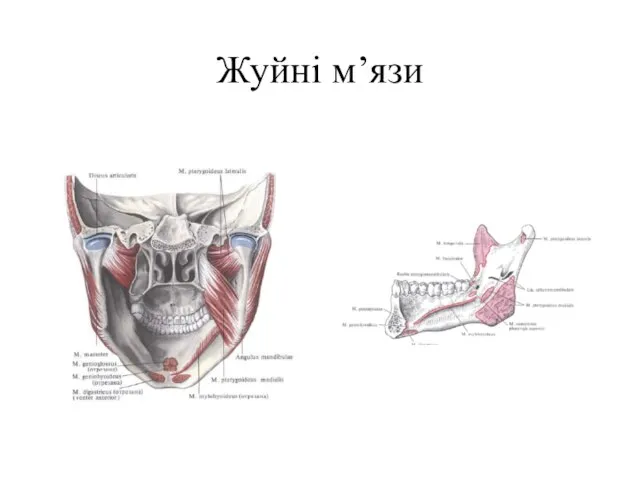 Жуйні м’язи