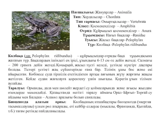 Патшалығы: Жануарлар – Animalia Тип: Хордалылар – Chordata Тип тармағы: Омыртқалылар