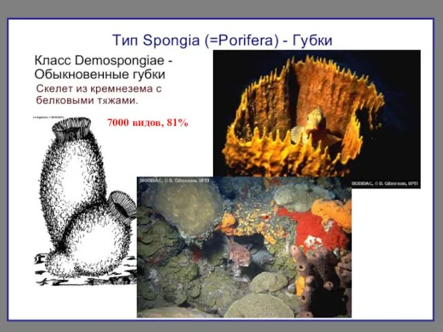 7000 видов, 81%