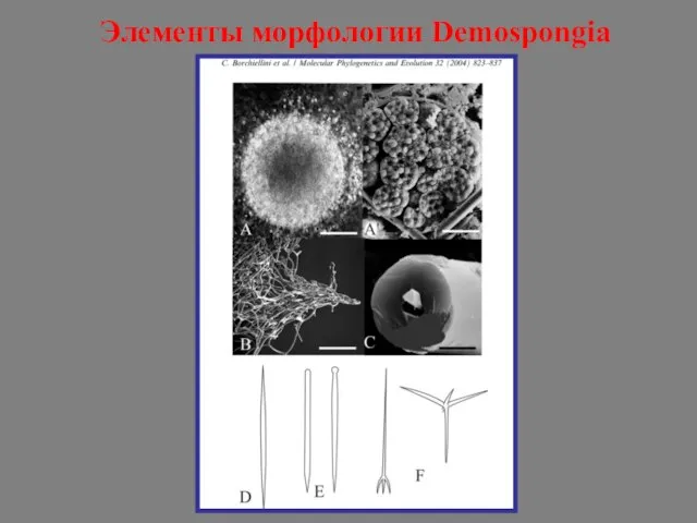 Элементы морфологии Demospongia