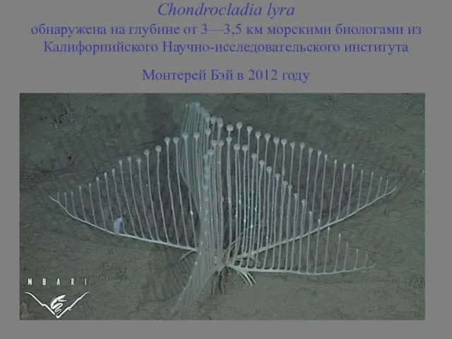 Chondrocladia lyra обнаружена на глубине от 3—3,5 км морскими биологами из