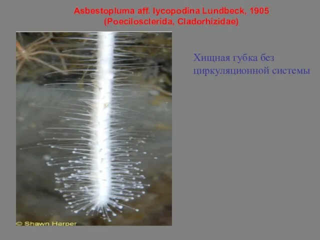Asbestopluma aff. lycopodina Lundbeck, 1905 (Poecilosclerida, Cladorhizidae) Хищная губка без циркуляционной системы
