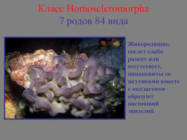 Класс Homoscleromorpha 7 родов 84 вида Живородящие, скелет слабо развит или