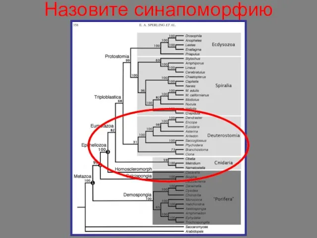 Назовите синапоморфию