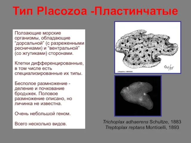 Тип Placozoa -Пластинчатые Trichoplax adhaerens Schultze, 1883 Treptoplax reptans Monticelli, 1893