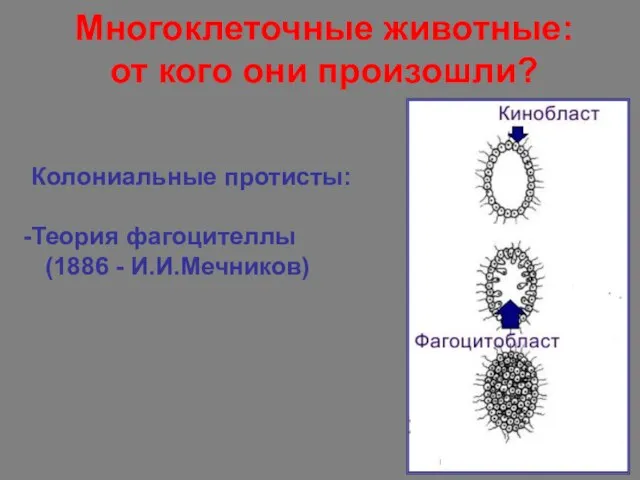 Многоклеточные животные: от кого они произошли? Колониальные протисты: Теория фагоцителлы (1886 - И.И.Мечников)