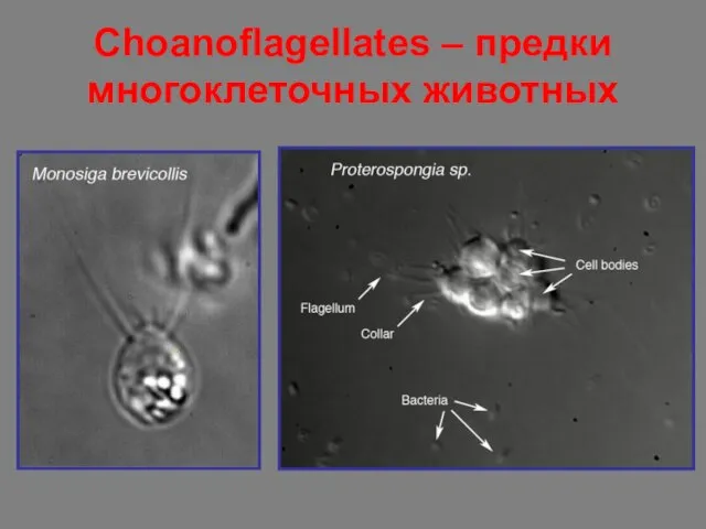 Choanoflagellates – предки многоклеточных животных