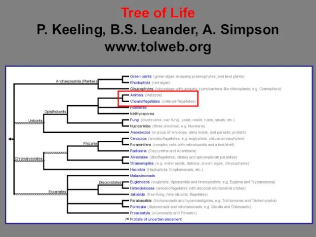 Tree of Life P. Keeling, B.S. Leander, A. Simpson www.tolweb.org