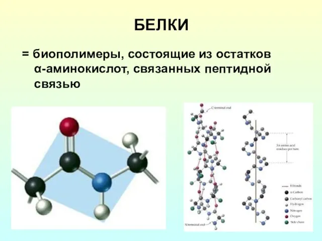 БЕЛКИ = биополимеры, состоящие из остатков α-аминокислот, связанных пептидной связью