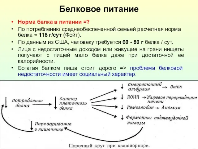 Белковое питание Норма белка в питании =? По потреблению среднеобеспеченной семьей