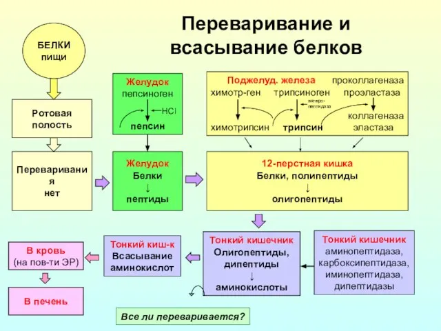 Переваривание и всасывание белков БЕЛКИ пищи Ротовая полость Тонкий кишечник аминопептидаза,