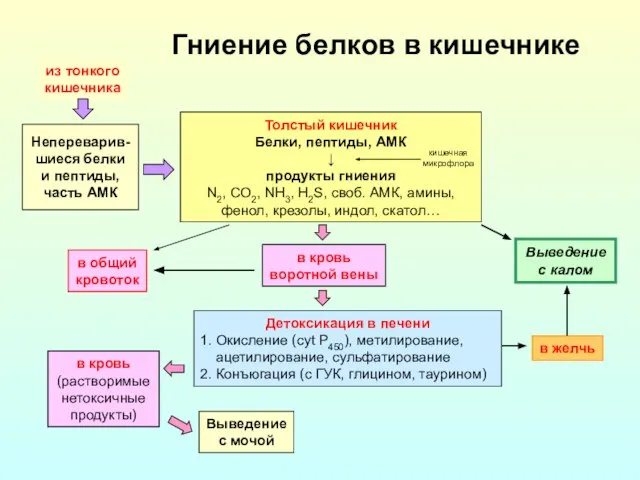 Гниение белков в кишечнике Детоксикация в печени 1. Окисление (cyt P450),