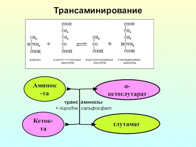 Трансаминирование Аминок-та Кеток-та глутамат α-кетоглутарат транс аминазы + пиридок сальфосфат