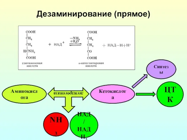 Дезаминирование (прямое) Аминокислота Кетокислота дегидрогеназа NH3 ЦТК Синтезы НАД / НАДН2