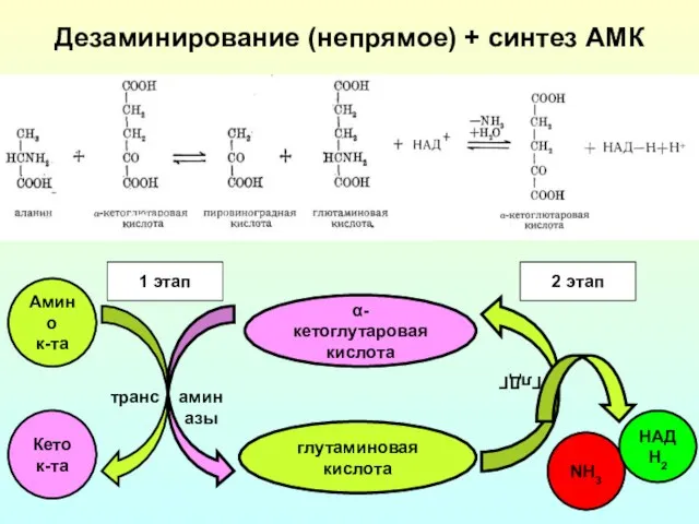 Дезаминирование (непрямое) + синтез АМК Амино к-та Кето к-та глутаминовая кислота