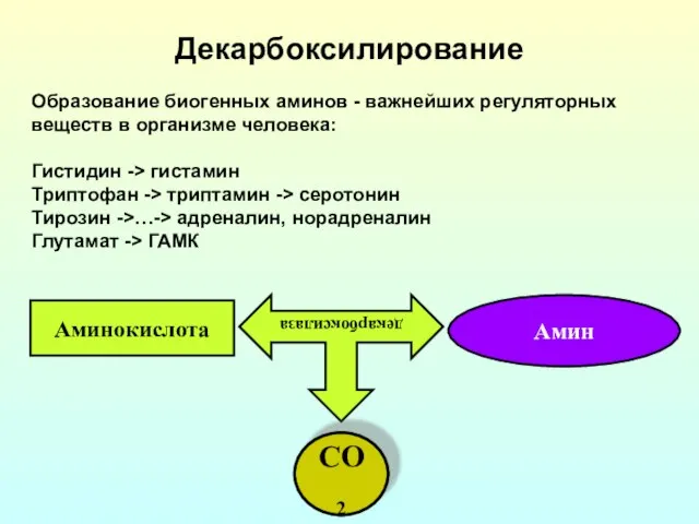Декарбоксилирование Аминокислота Амин декарбоксилаза СО2 Образование биогенных аминов - важнейших регуляторных
