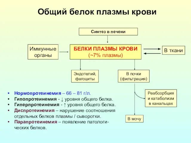 Общий белок плазмы крови БЕЛКИ ПЛАЗМЫ КРОВИ (~7% плазмы) Синтез в