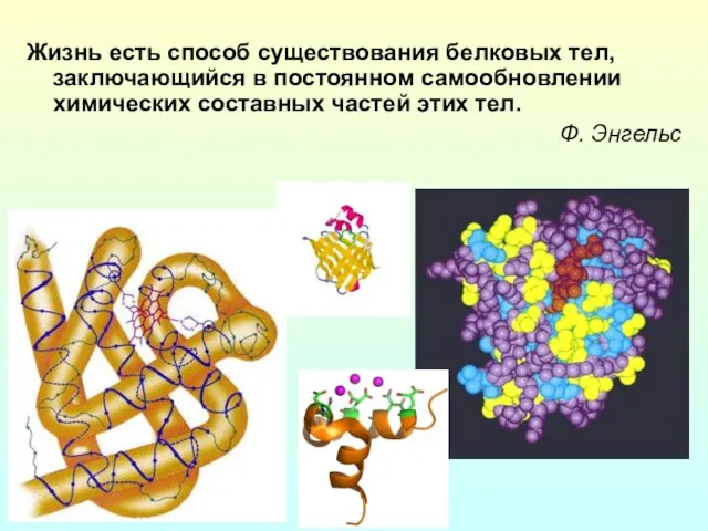 Жизнь есть способ существования белковых тел, заключающийся в постоянном самообновлении химических