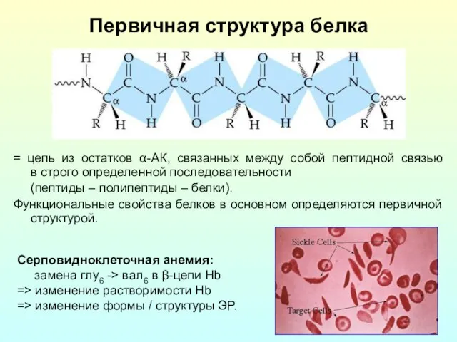 Первичная структура белка = цепь из остатков α-АК, связанных между собой