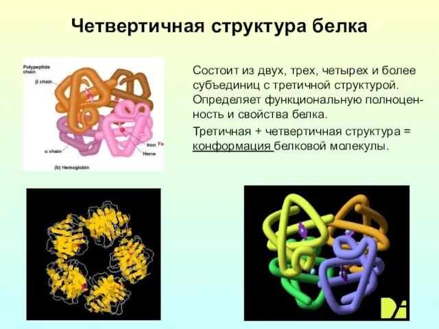 Четвертичная структура белка Состоит из двух, трех, четырех и более субъединиц