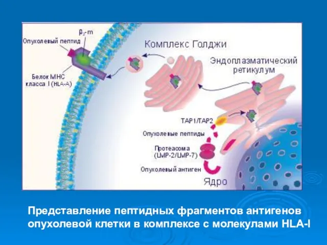 Представление пептидных фрагментов антигенов опухолевой клетки в комплексе с молекулами HLA-I