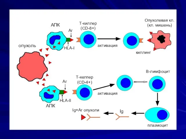 опухоль АПК АПК HLA-I Аг Т-киллер (CD-8+) активация киллинг Опухолевая кл.