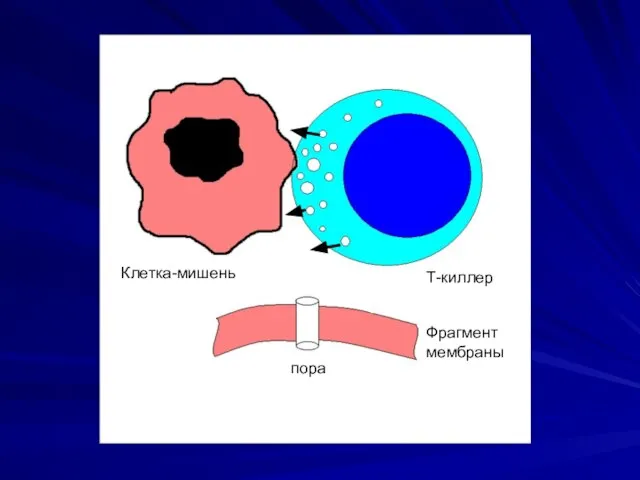 Клетка-мишень Т-киллер Фрагмент мембраны пора