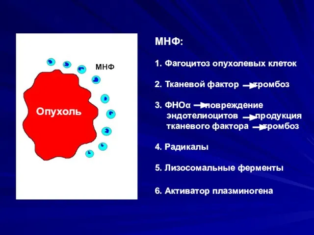 Опухоль МНФ МНФ: 1. Фагоцитоз опухолевых клеток 2. Тканевой фактор тромбоз