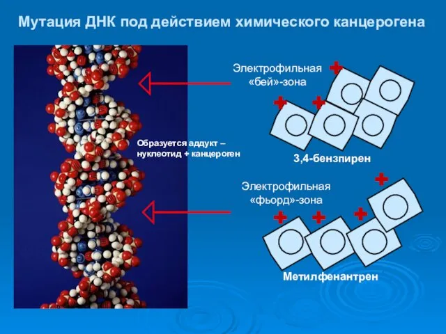 3,4-бензпирен Мутация ДНК под действием химического канцерогена Электрофильная «бей»-зона Метилфенантрен Электрофильная