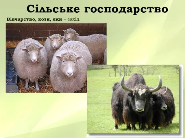 Сільське господарство Вівчарство, кози, яки – захід.