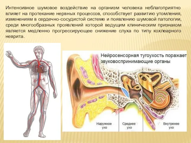 Интенсивное шумовое воздействие на организм человека неблагоприятно влияет на протекание нервных