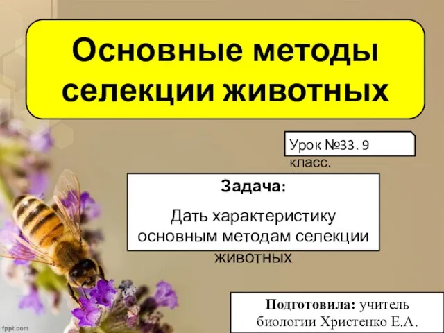 Основные методы селекции животных Подготовила: учитель биологии Христенко Е.А. Задача: Дать