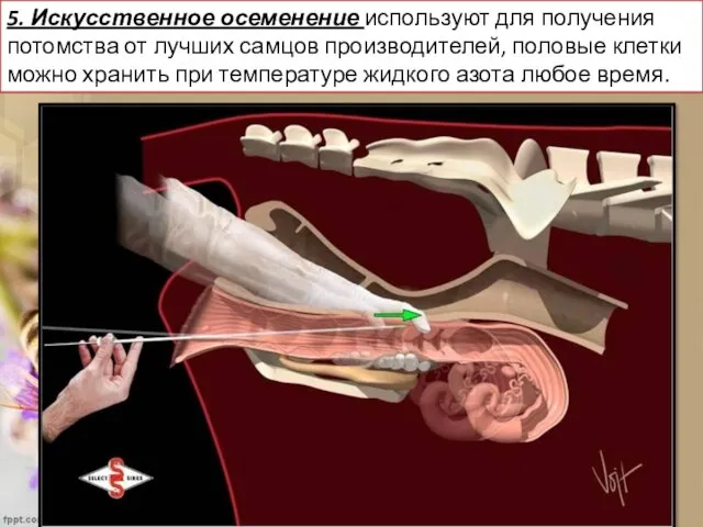 5. Искусственное осеменение используют для получения потомства от лучших самцов производителей,