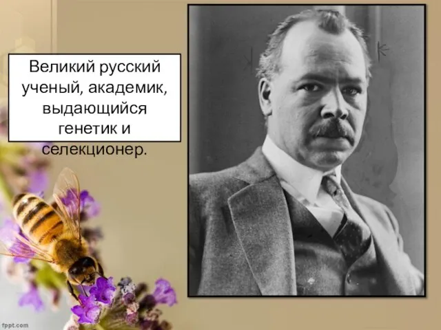 Великий русский ученый, академик, выдающийся генетик и селекционер.
