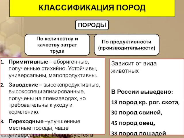 КЛАССИФИКАЦИЯ ПОРОД Примитивные – аборигенные, полученные стихийно. Устойчивы, универсальны, малопродуктивны. Заводские