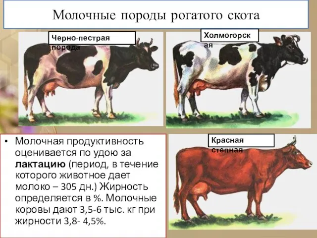 Молочные породы рогатого скота Молочная продуктивность оценивается по удою за лактацию