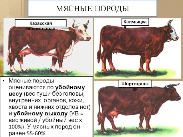 МЯСНЫЕ ПОРОДЫ Мясные породы оцениваются по убойному весу (вес туши без