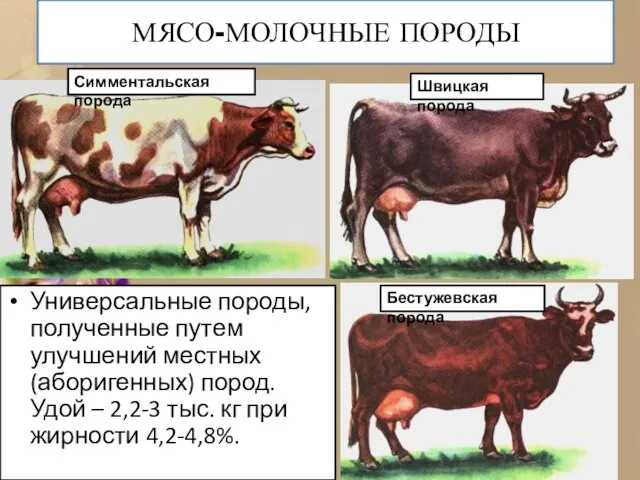 МЯСО-МОЛОЧНЫЕ ПОРОДЫ Универсальные породы, полученные путем улучшений местных (аборигенных) пород. Удой