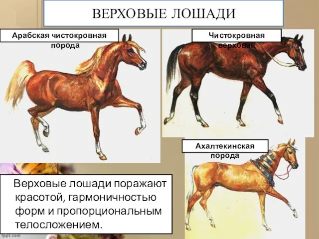 ВЕРХОВЫЕ ЛОШАДИ Верховые лошади поражают красотой, гармоничностью форм и пропорциональным телосложением.