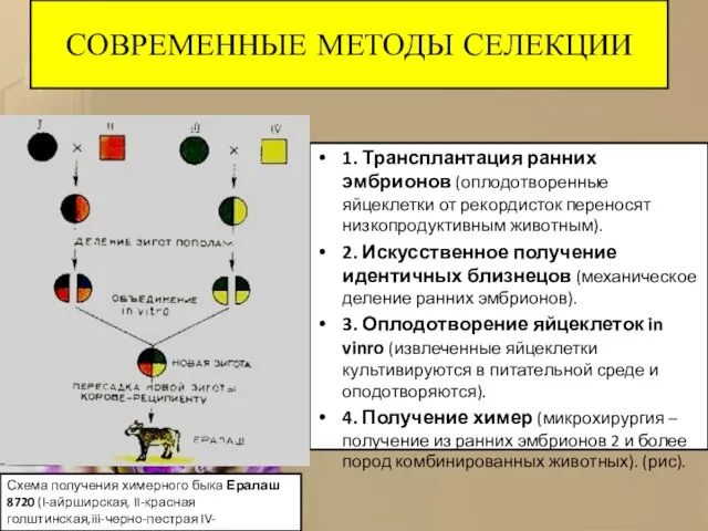 СОВРЕМЕННЫЕ МЕТОДЫ СЕЛЕКЦИИ 1. Трансплантация ранних эмбрионов (оплодотворенные яйцеклетки от рекордисток