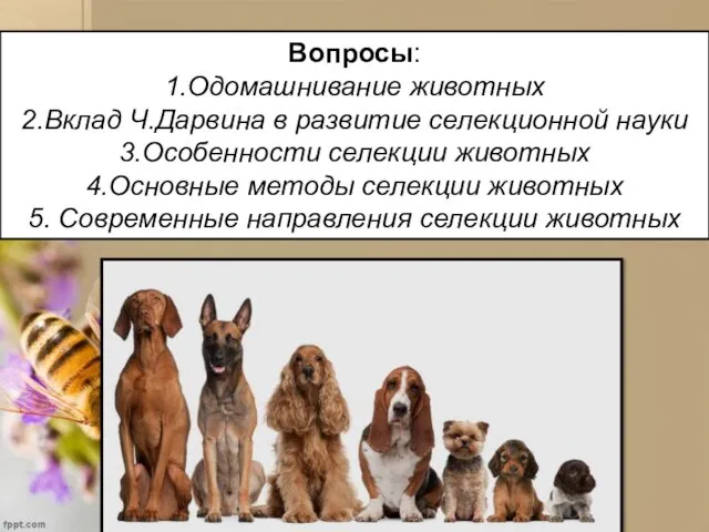 Вопросы: 1.Одомашнивание животных 2.Вклад Ч.Дарвина в развитие селекционной науки 3.Особенности селекции