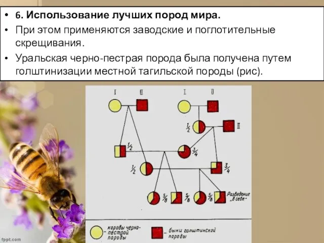 6. Использование лучших пород мира. При этом применяются заводские и поглотительные